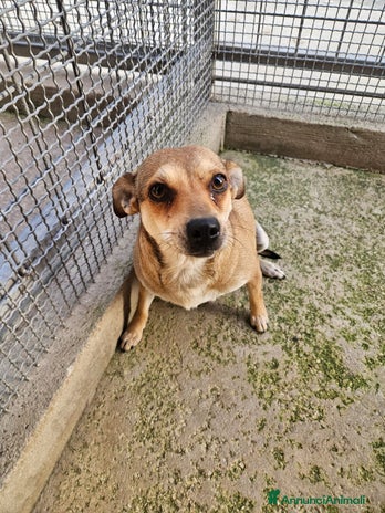 Meticcio cani Fiamma: taglia piccola, 1 anno, socievole - Annuncio 2