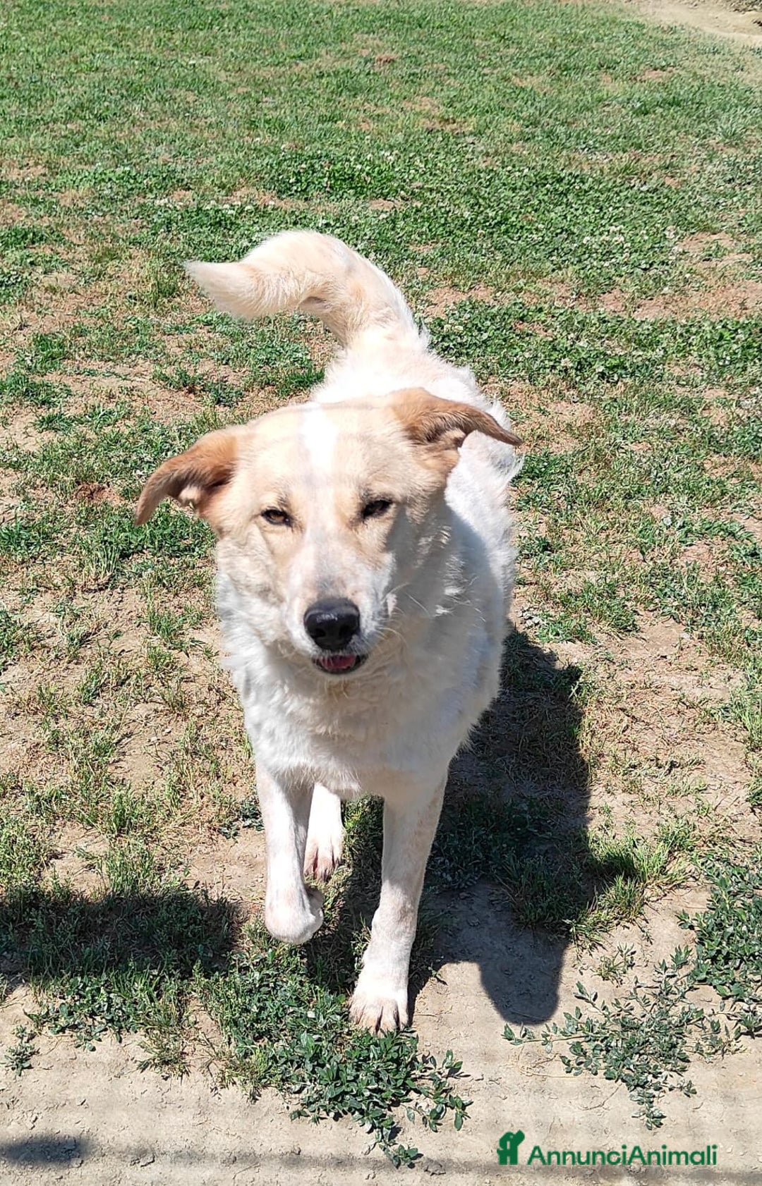 Meticcio cani in regalo: Bob cerca casa  - Annuncio 2