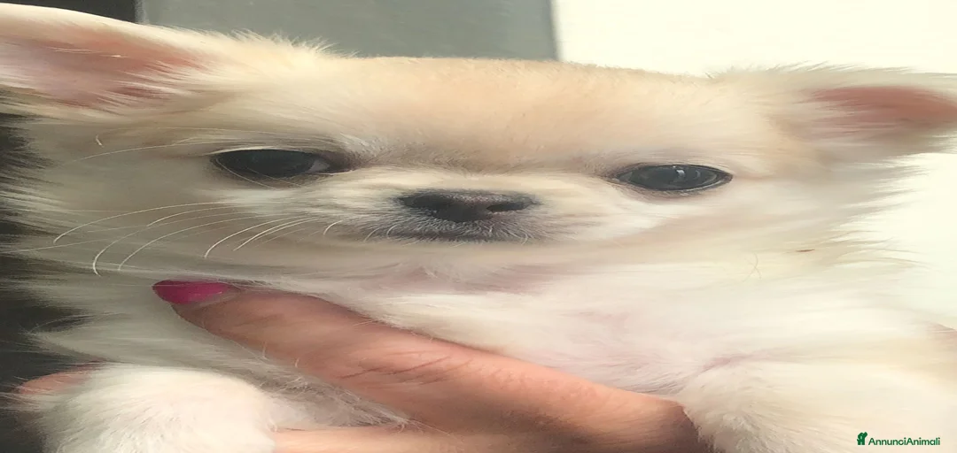 Immagine della galleria {{count}}