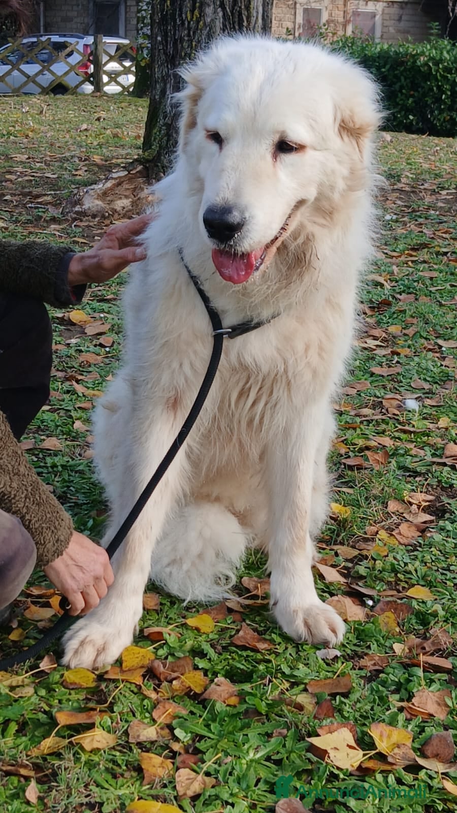 Meticcio cani CECILIA UNA VERA LADY IN CANILE, IN ADOZIONE - Annuncio 35