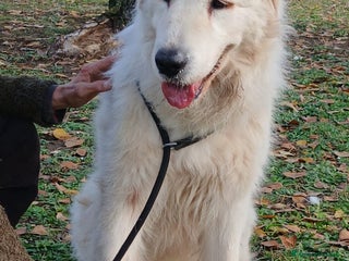 Meticcio cani CECILIA UNA VERA LADY IN CANILE, IN ADOZIONE - Annuncio 26