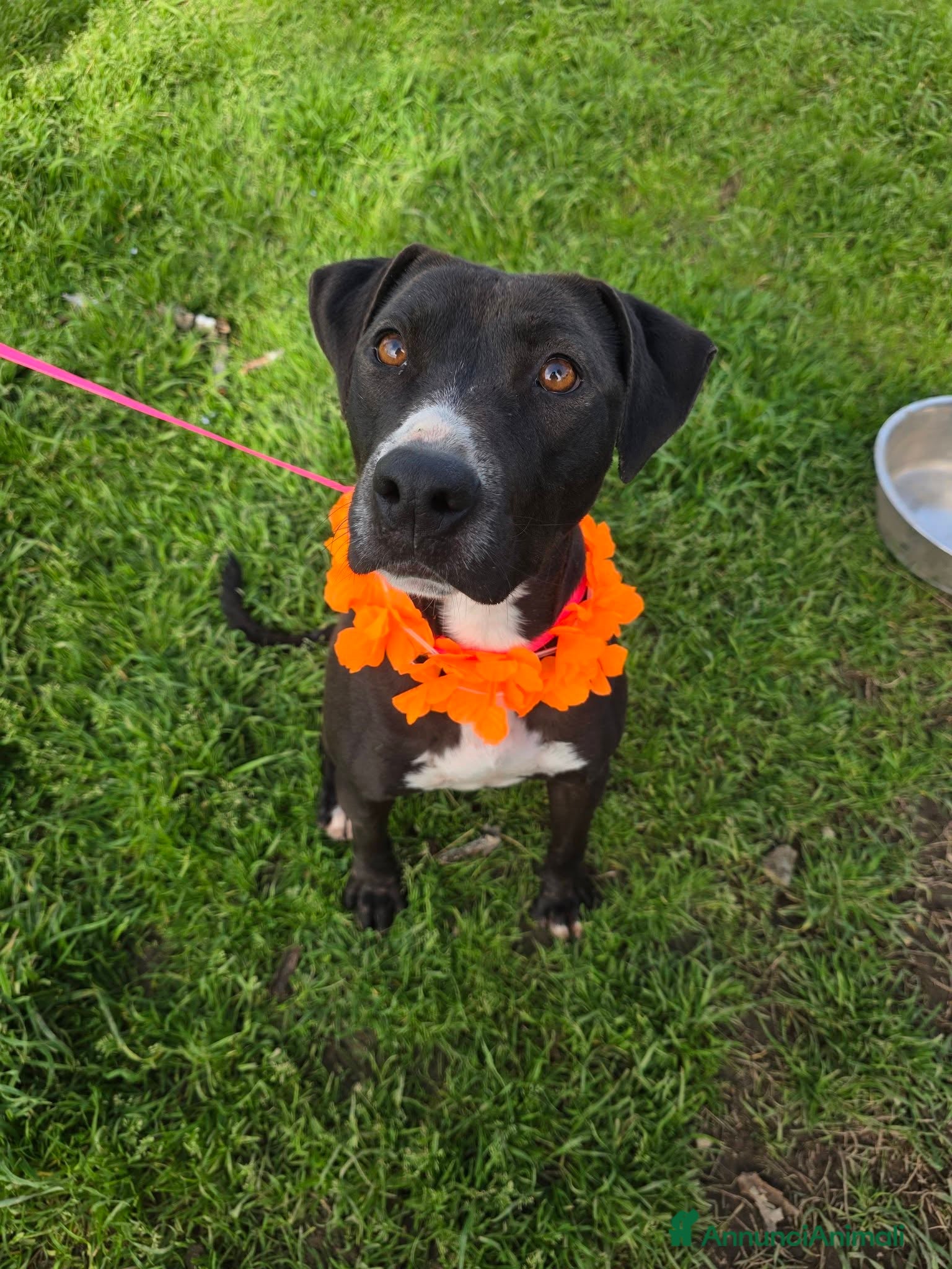 Meticcio cani Silhouette, in canile - Annuncio 2