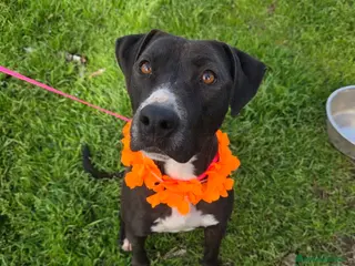 Meticcio cani Silhouette, in canile - Annuncio 2