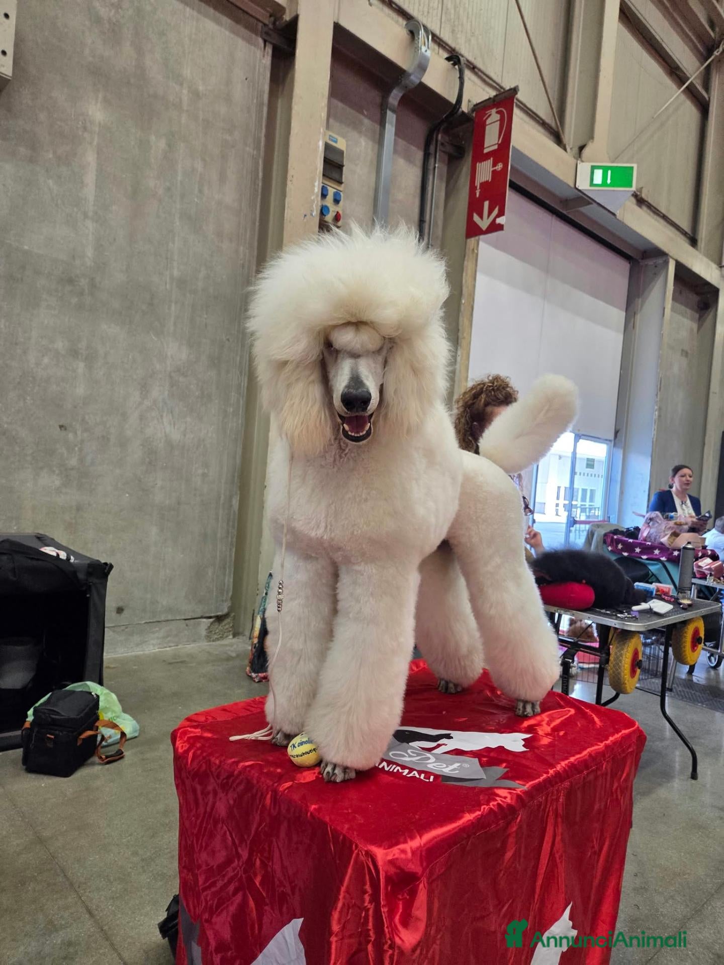 Barbone cani Cuccioli Barbone Grande Mole - Annuncio 1