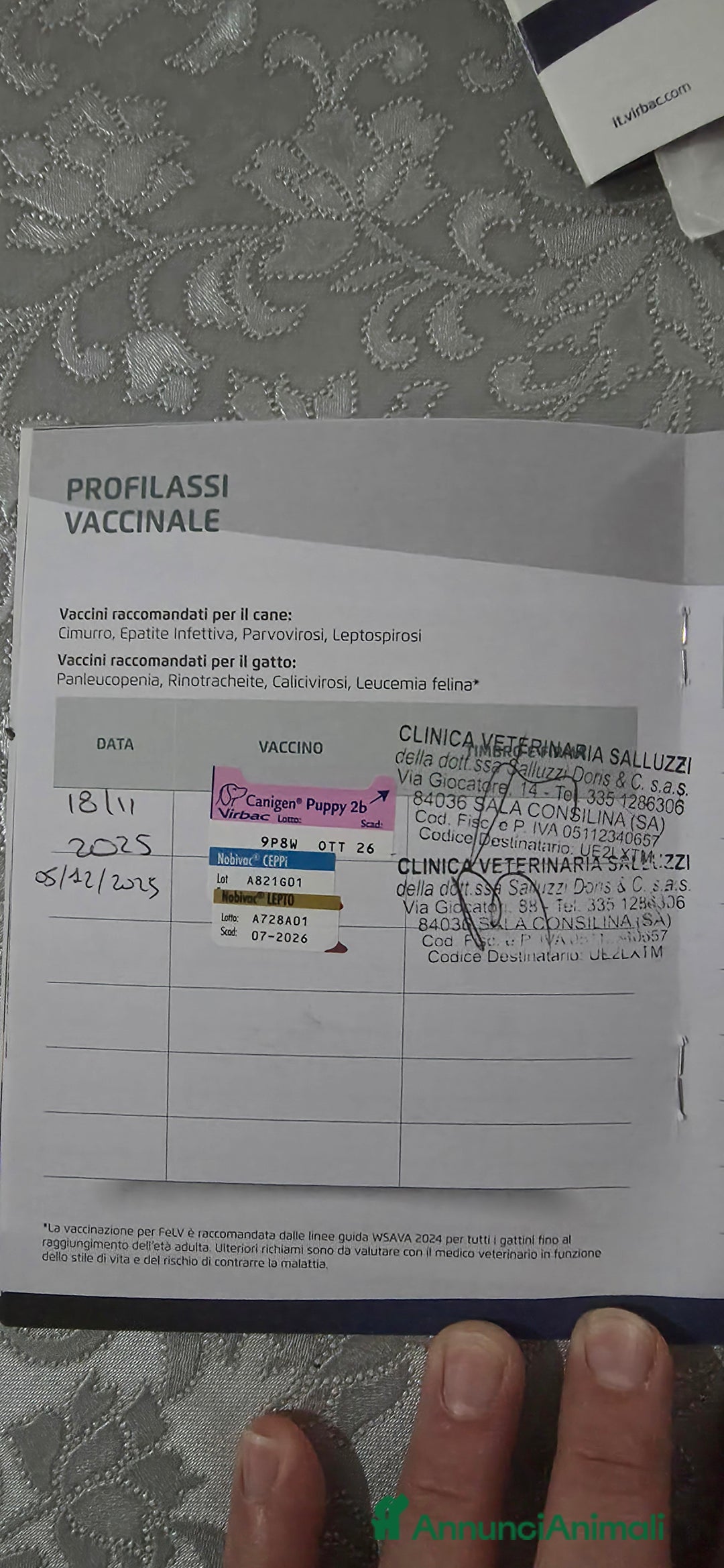 Akita Inu cani in vendita: Vendesi cuccioli Akita Inu ALTA GENEALOGIA  - Annuncio 17
