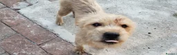 Meticcio cani in vendita: Cuccioli in adozione – Goito (MN) - Annuncio 8