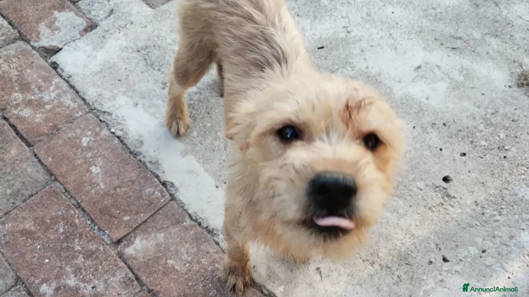 Meticcio cani in vendita: Cuccioli in adozione – Goito (MN) - Annuncio 8