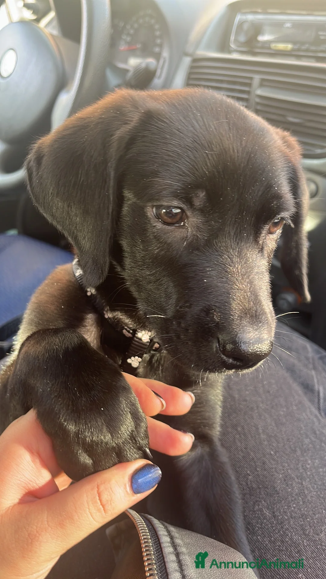 Meticcio cani in regalo: Snoopy cucciolo di simil Labrador  a Città Metropolitana di Firenze - Annuncio 4