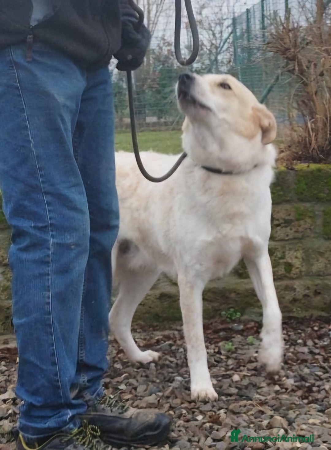 Meticcio cani in regalo: Bob cerca casa  - Annuncio 7
