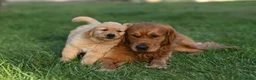 Golden Retriever cani in vendita: Cucciola golden anglo americana - Annuncio 6