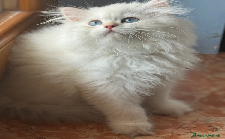 Scottish gatti a Città Metropolitana di Torino - Annuncio 10