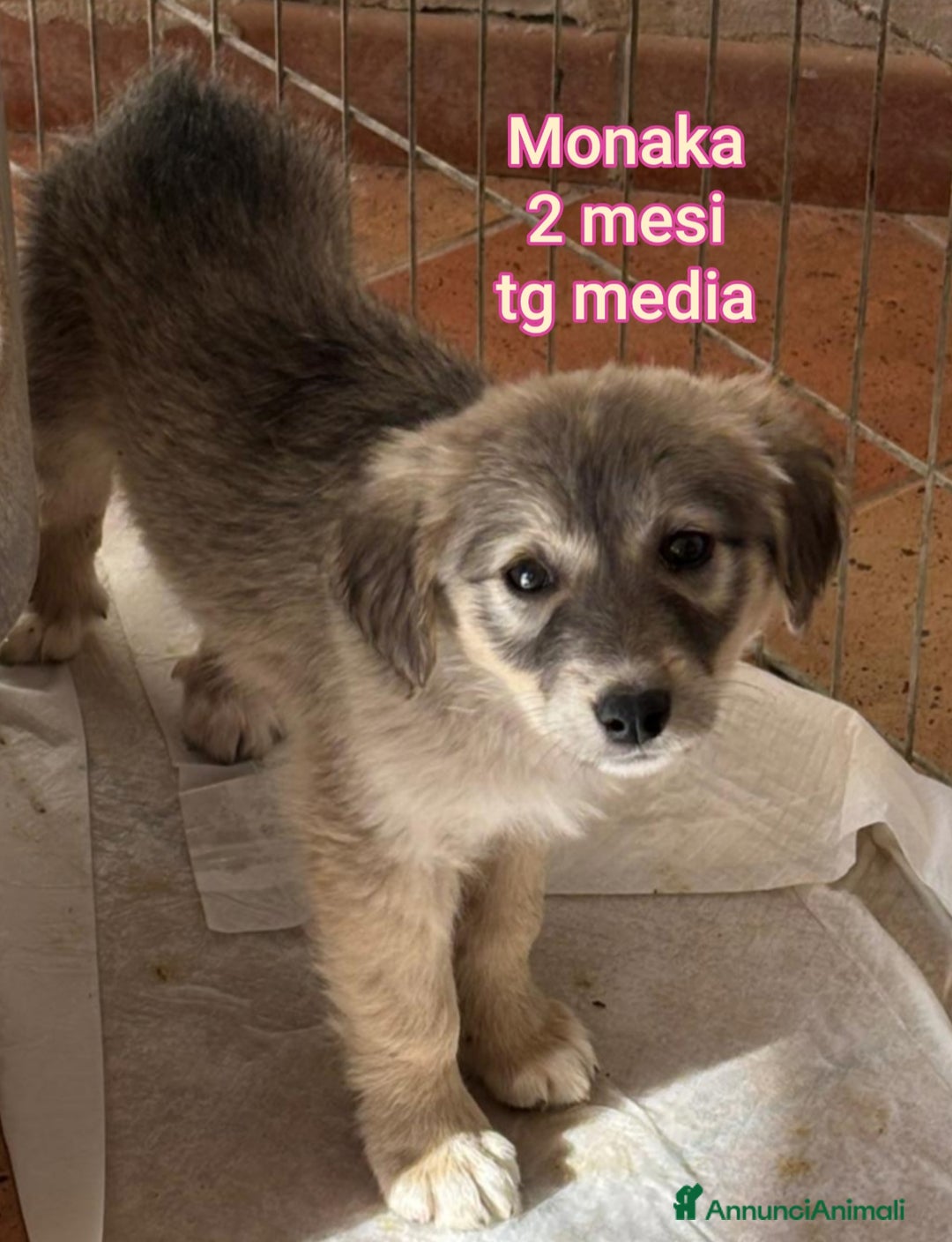 Meticcio cani in regalo: SALVA LA VITA AD UN CUCCIOLO! - Annuncio 9