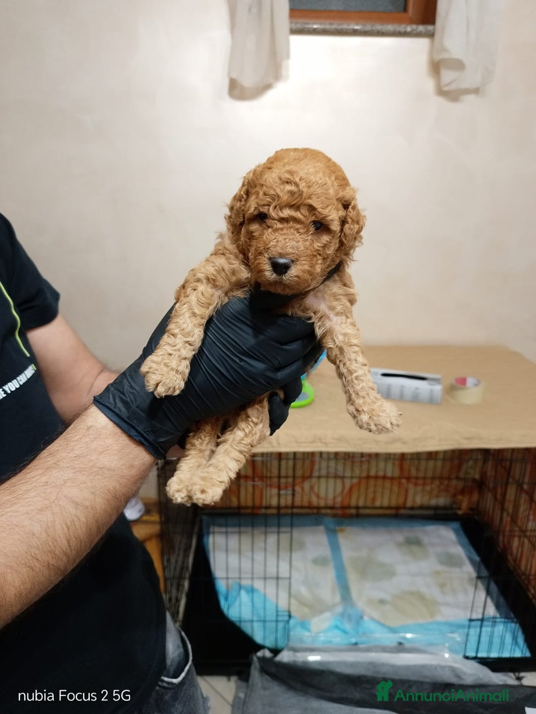 Barboncino cani in vendita: Barboncini nani - Annuncio 3