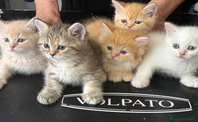 Scottish gatti a Provincia di Modena - Annuncio 15