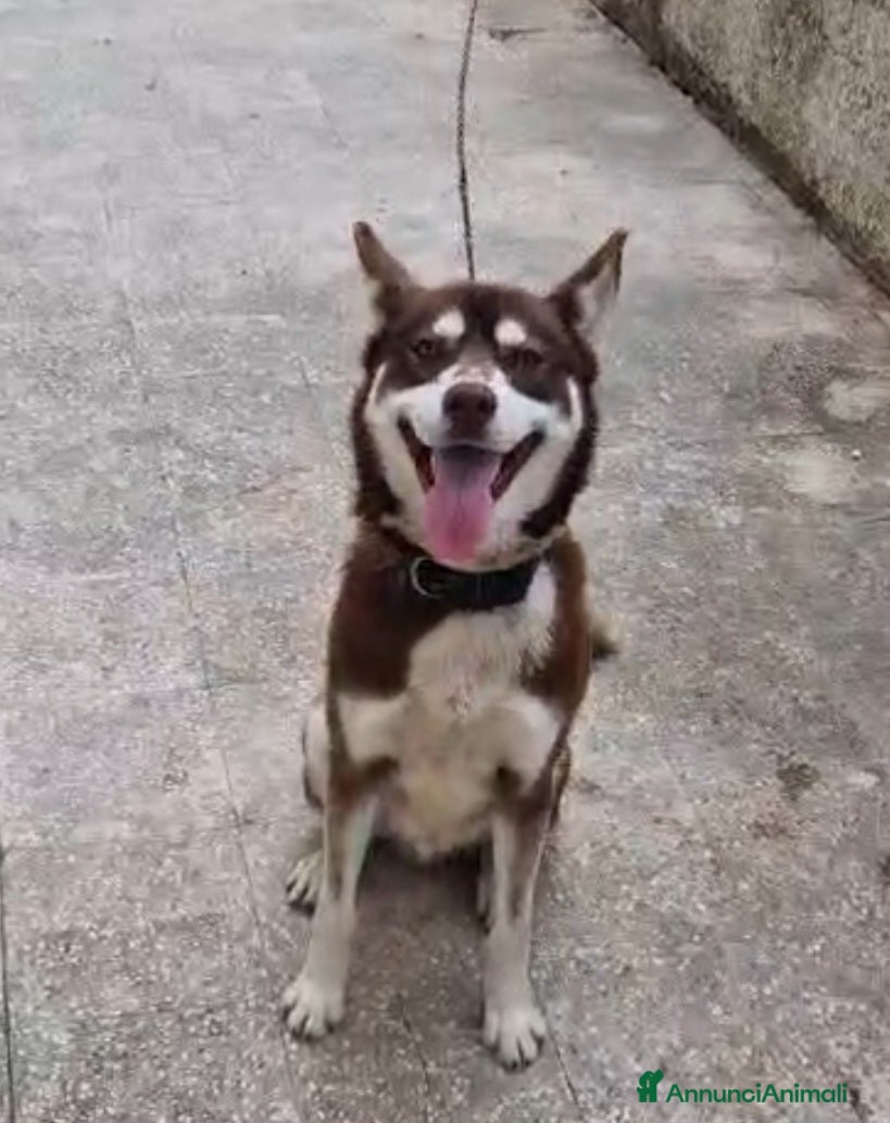 Husky cani Siberian Husky marrone 1anno,tolto dalla catenaSUD - Annuncio 26