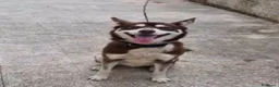 Husky cani in regalo: Siberian Husky marrone 1anno,tolto dalla catenaSUD - Annuncio 1