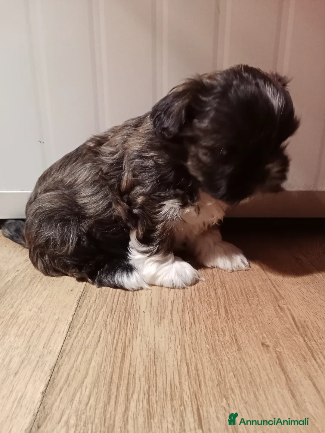 Shih Tzu cani in vendita: Splendidi cuccioli di Shitzu  - Annuncio 11