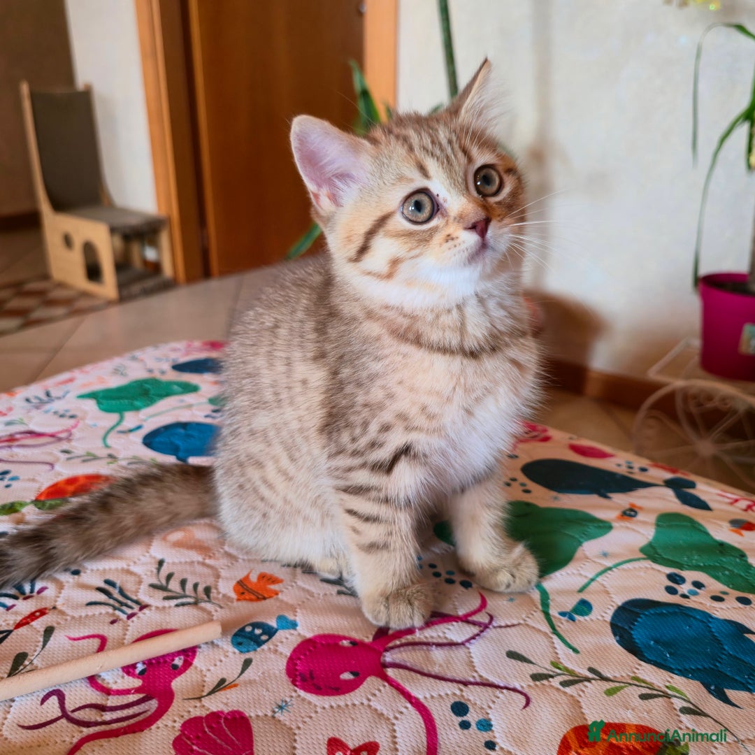 Scottish gatti in vendita: Cuccioli scottish fold e straight  a Provincia di Vicenza - Immagine 34