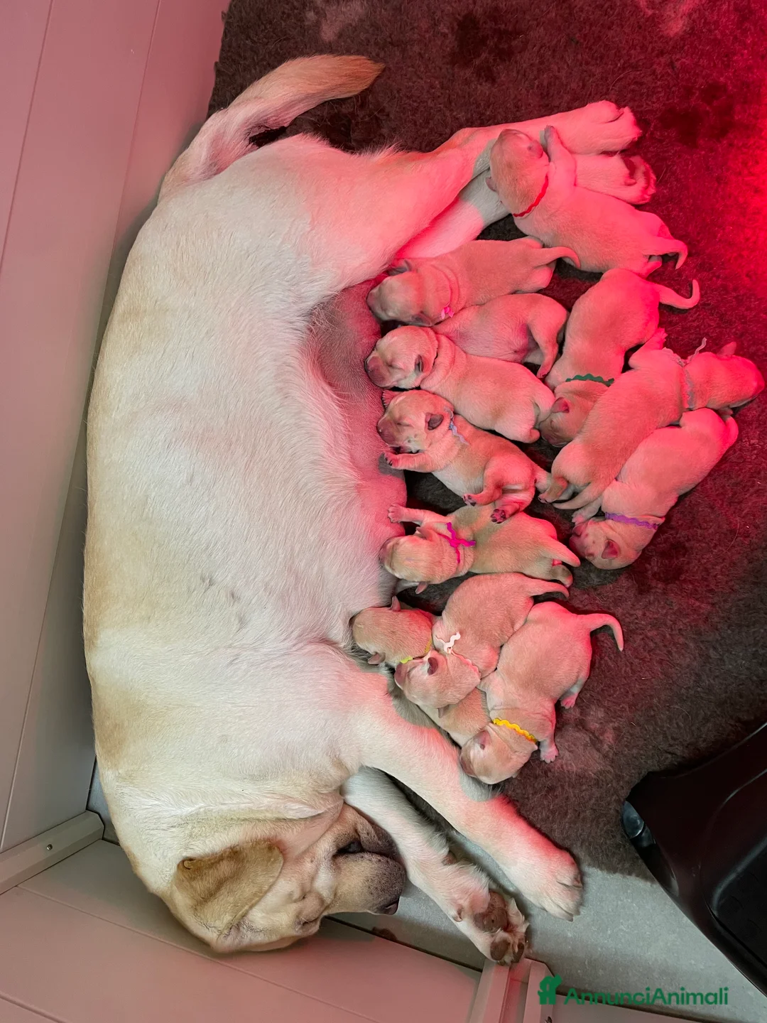Labrador cani in vendita: Cuccioli Labrador Gialli  - Annuncio 3