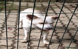 Meticcio cani in regalo: ALICE  a Città Metropolitana di Torino - Immagine 9