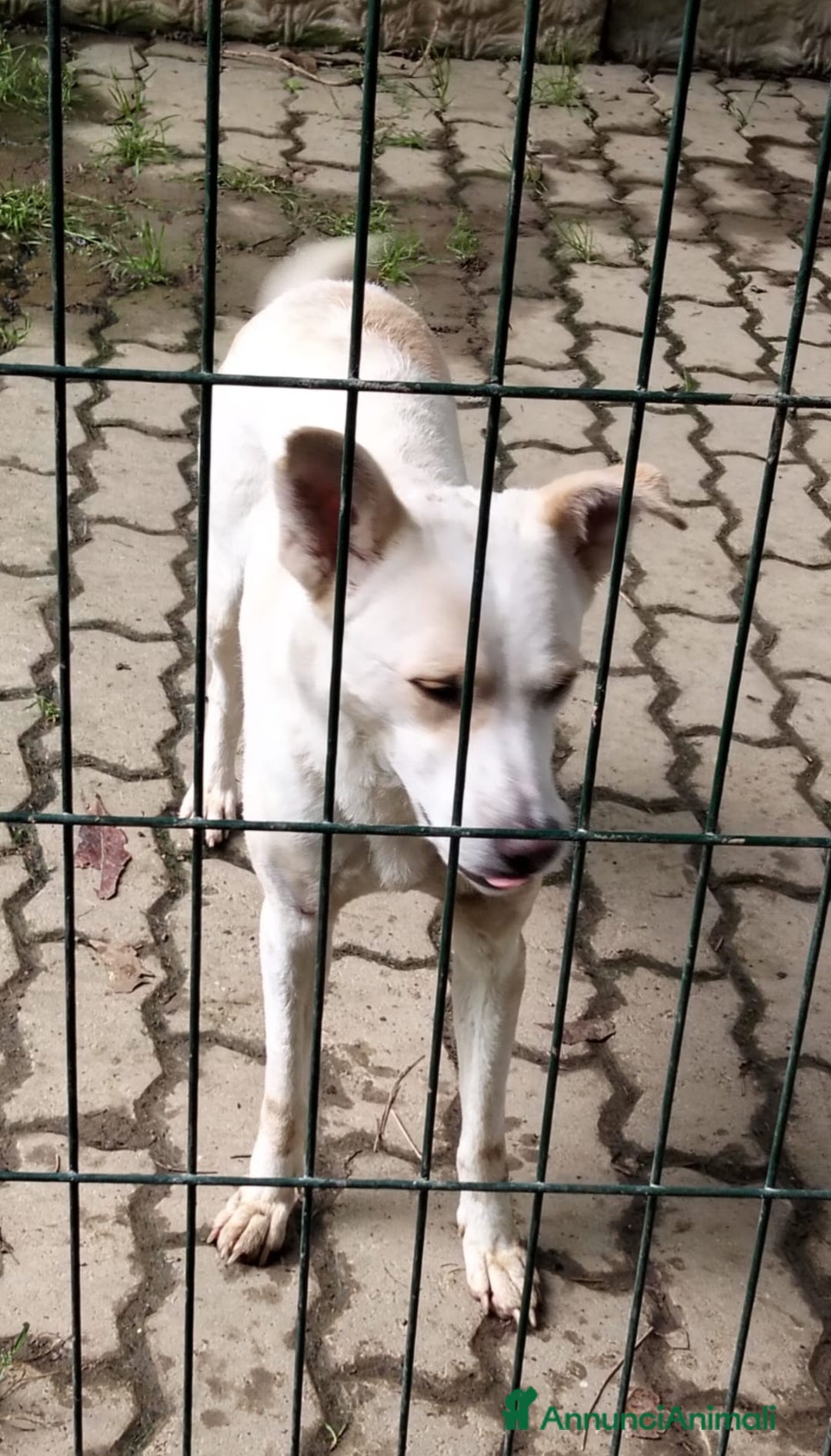 Meticcio cani in regalo: ALICE  a Città Metropolitana di Torino - Immagine 9