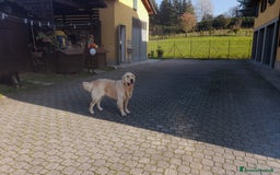Golden Retriever cani per accoppiamento: Cerco cagnolina con la quale fare cuccioli  - Immagine 6