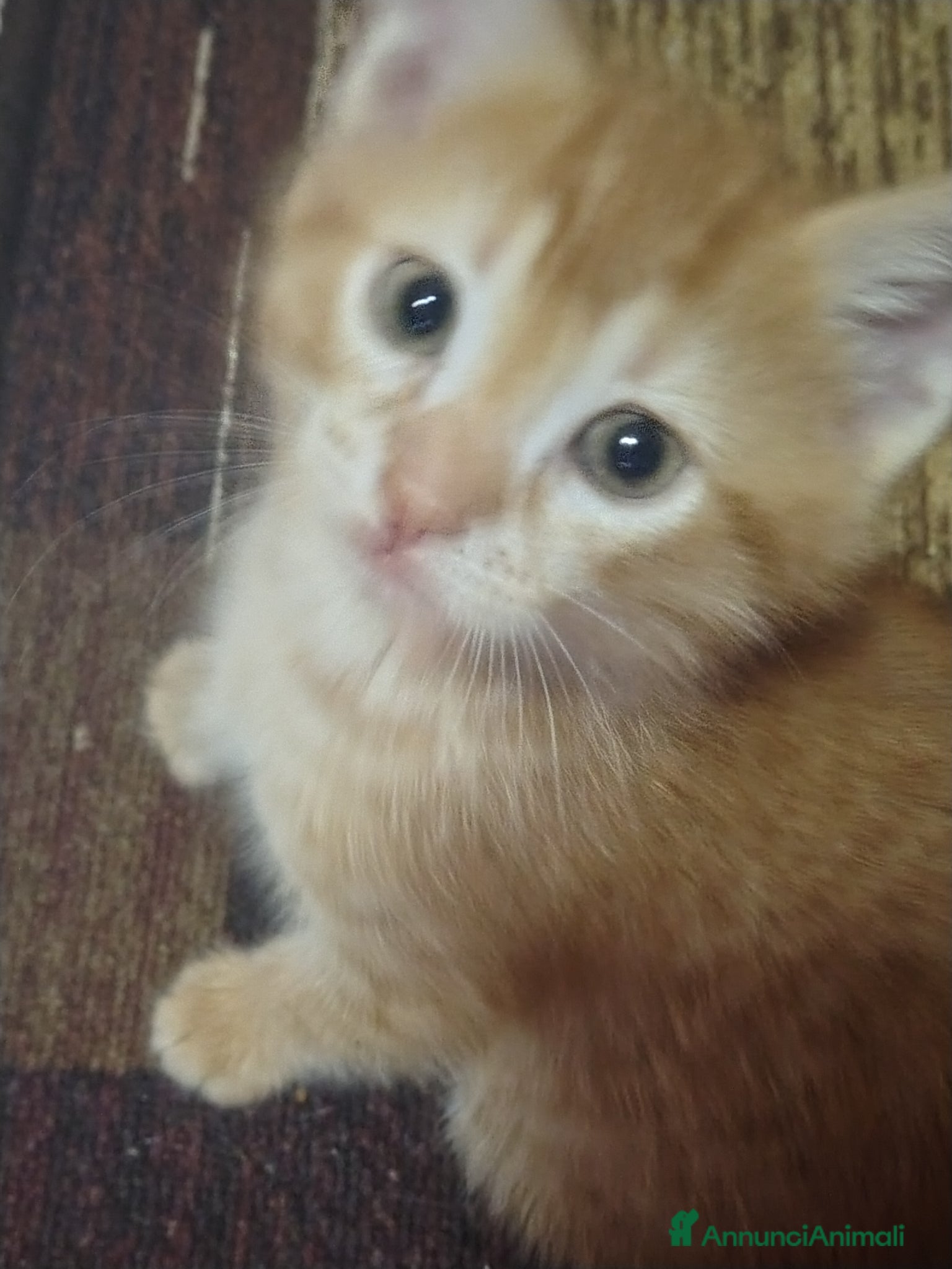 Europeo gatti Dono gattini rossi - Annuncio 1