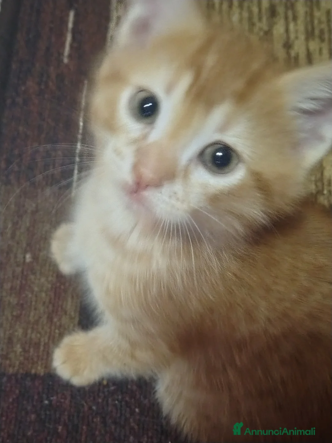 Europeo gatti in regalo: Dono gattini rossi a Provincia di Salerno - Annuncio 1