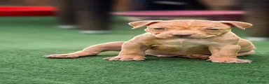 Pitbull 1