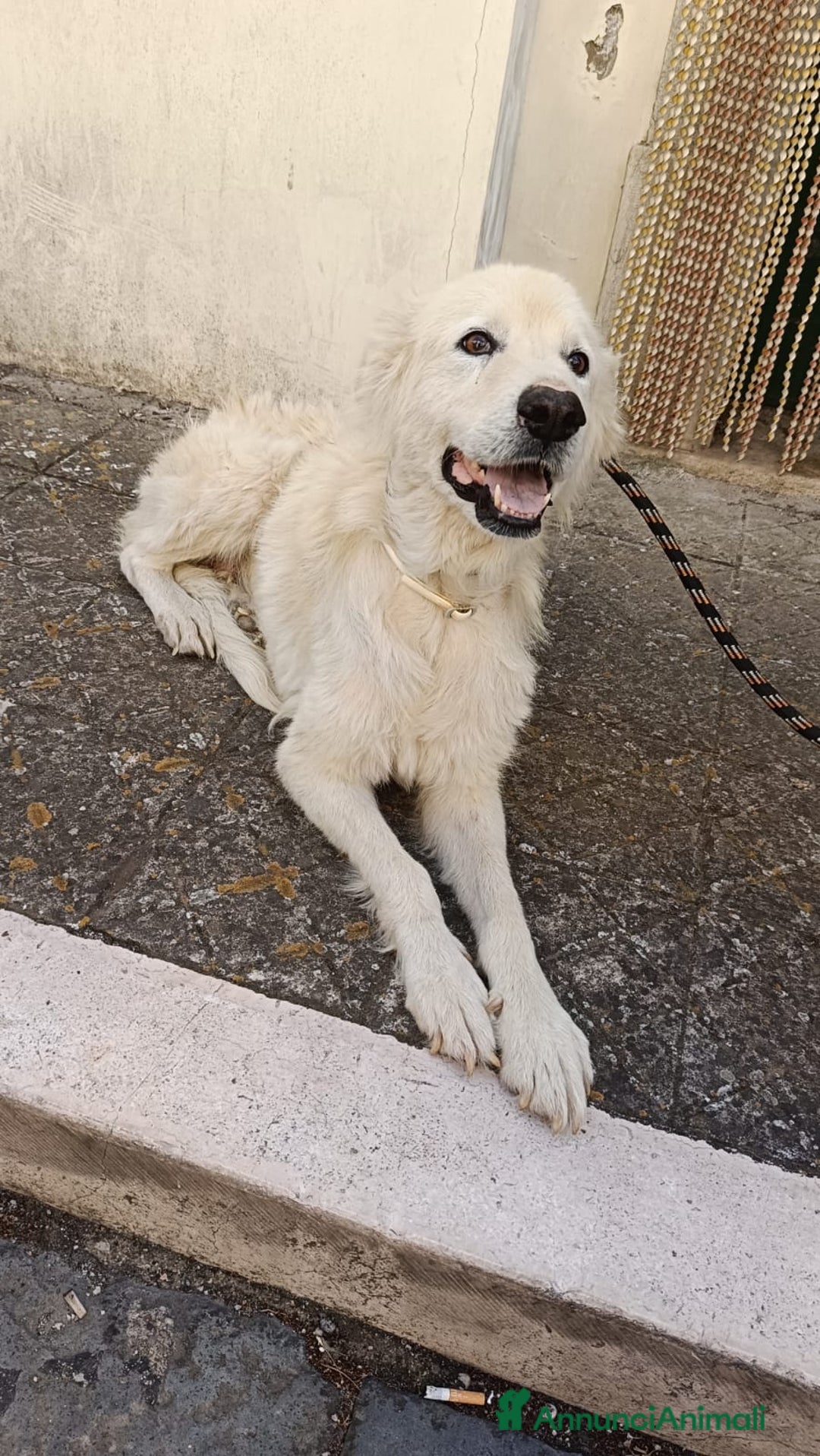 Meticcio cani in regalo: FABIANA MIX MAREMMANO - Annuncio 23