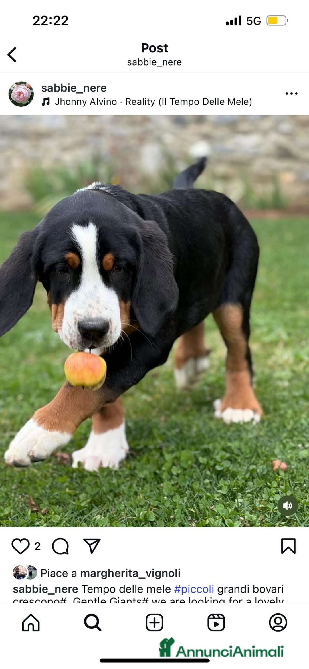 Grande Bovaro Svizzero cani in vendita: Disponibili cuccioli di grande bovaro svizzero - Annuncio 11