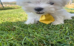 Maltese cani in vendita: Maltese toy a Città metropolitana di Roma Capitale - Immagine 6