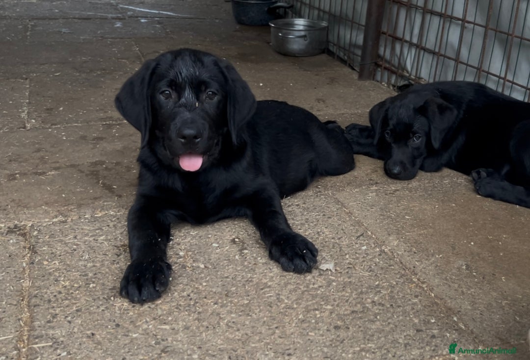 Labrador cani in vendita: Ultimi cuccioli di Labrador  a Provincia di Bergamo - Immagine 6