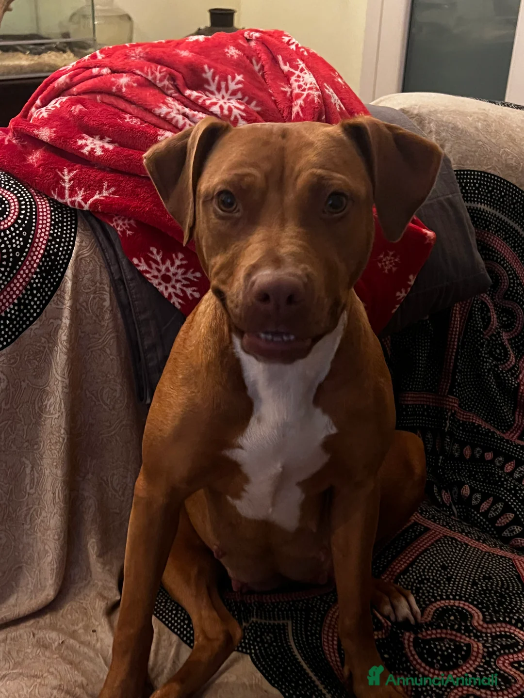 Pitbull cani in vendita: American Pitbull terrier con pedigree - Annuncio 8