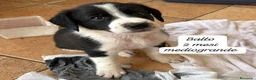 Meticcio cani in regalo: Cuccioli invisibili da salvare  a Provincia di Pistoia - Annuncio 4
