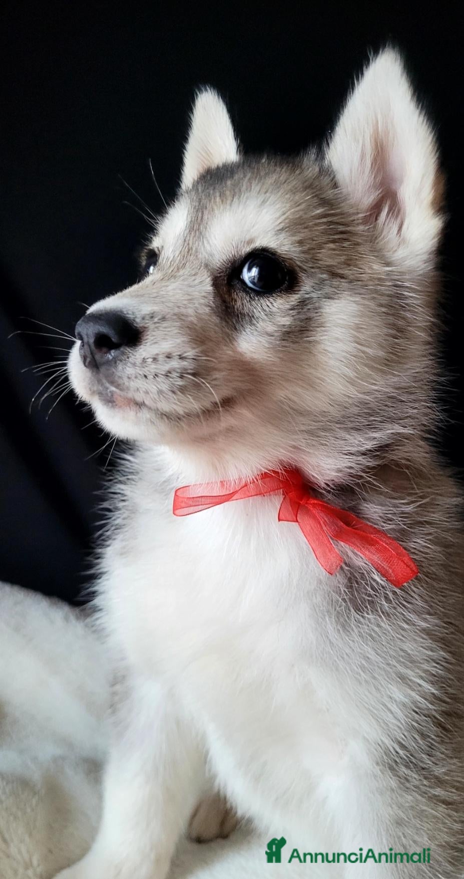 Husky cani SIBERIAN HUSKY CUCCIOLATA CON PEDIGREE  - Annuncio 3