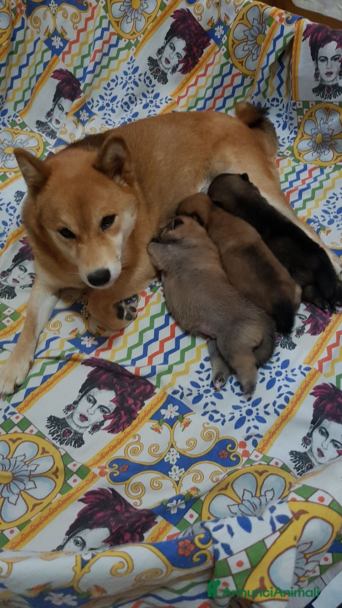 Shiba Inu cani Shiba inu pedigree Enci  - Annuncio 3