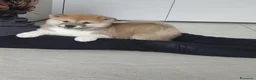Shiba Inu cani in vendita: Cucciolo di Shiba Inu - Annuncio 5