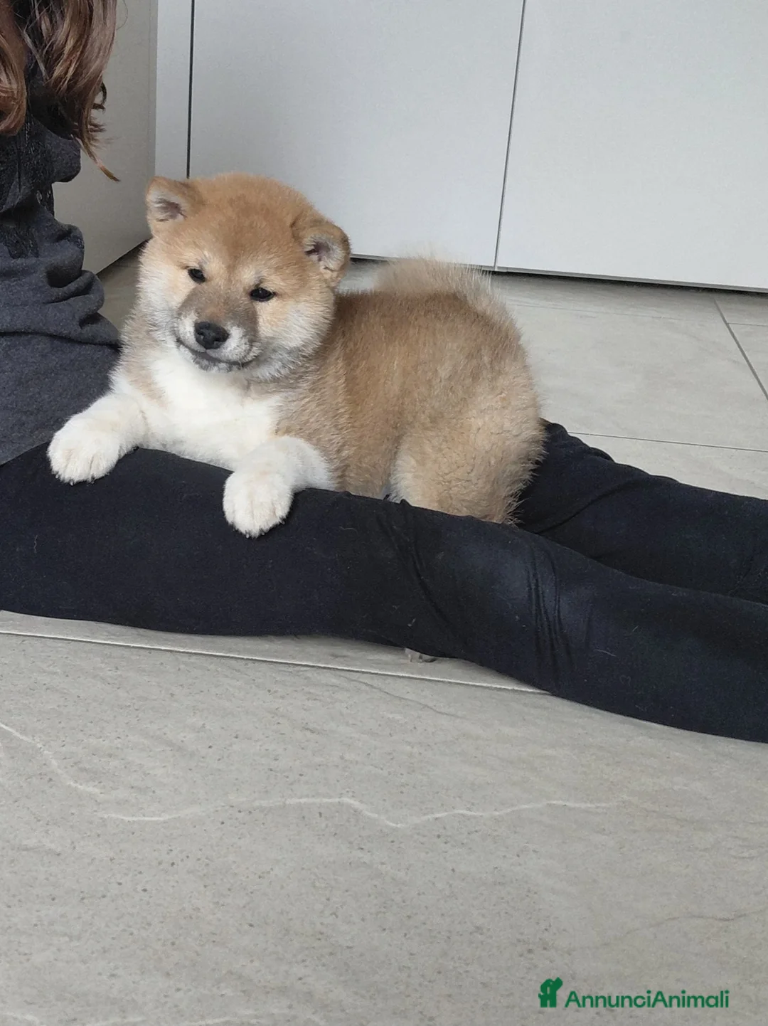 Shiba Inu cani in vendita: Cucciolo di Shiba Inu - Annuncio 5