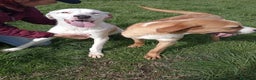 Meticcio cani in regalo: Help per Kazuz e Karl stanno crescendo in canile a Provincia di Latina - Annuncio 2