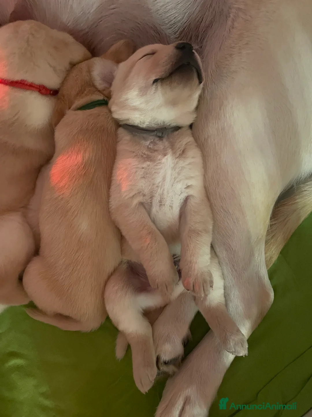 Labrador cani in vendita: Cuccioli di Labrador  - Annuncio 4
