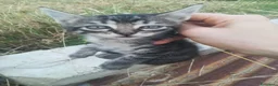 Europeo gatti in regalo: GATTINI - Annuncio 3