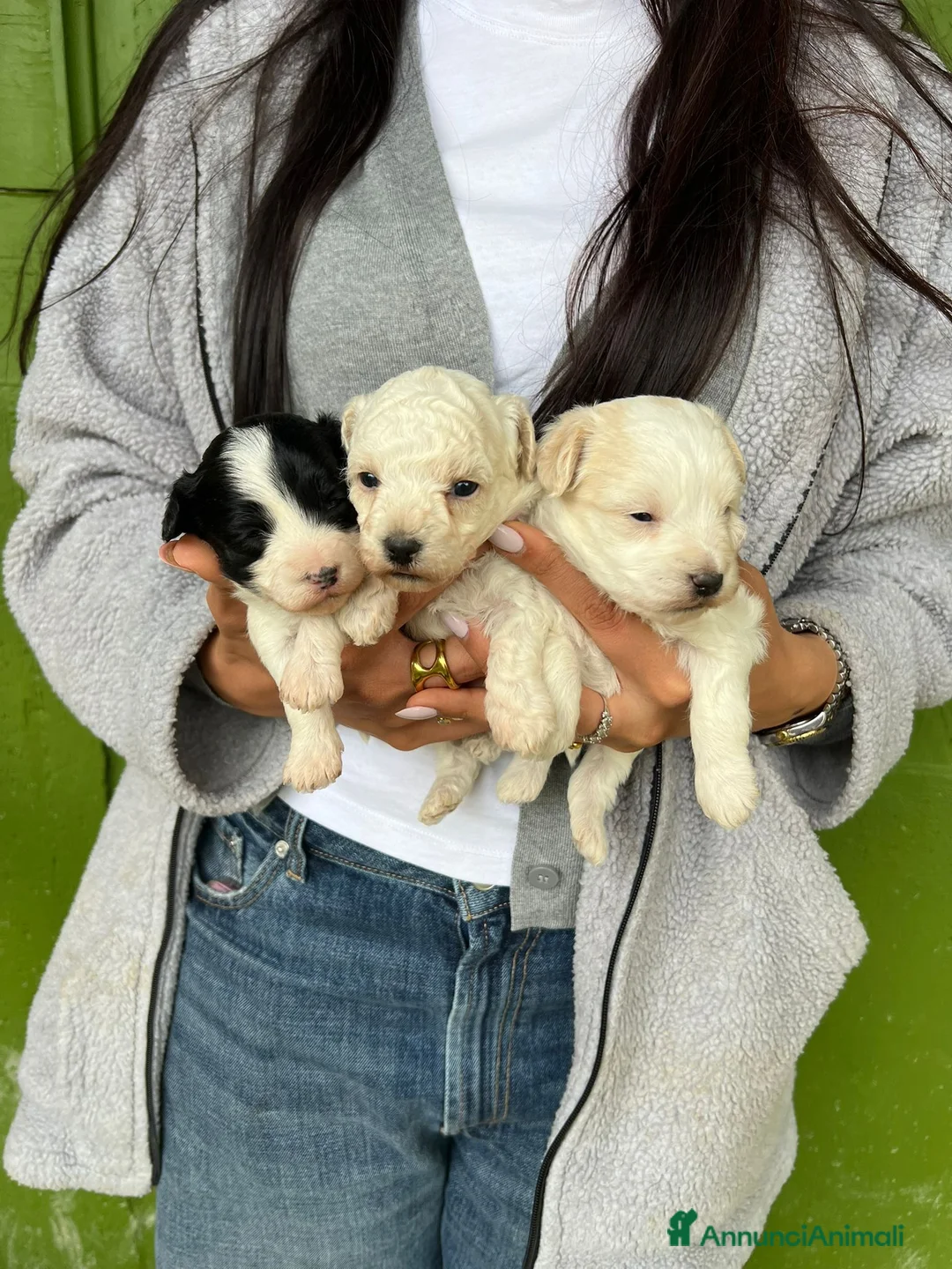 Maltipoo cani in vendita: maltipoo  - Annuncio 2