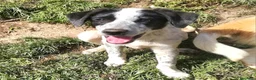 Meticcio cani in regalo: ZENO MIX SETTERINO  a Provincia di Varese - Annuncio 4