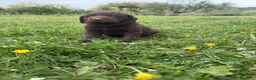 Labrador cani in vendita: Cuccioli Labrador  - Annuncio 14