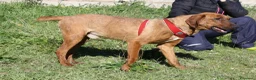 Meticcio cani in regalo: Giordan giovane segugio in adozione  - Annuncio 3