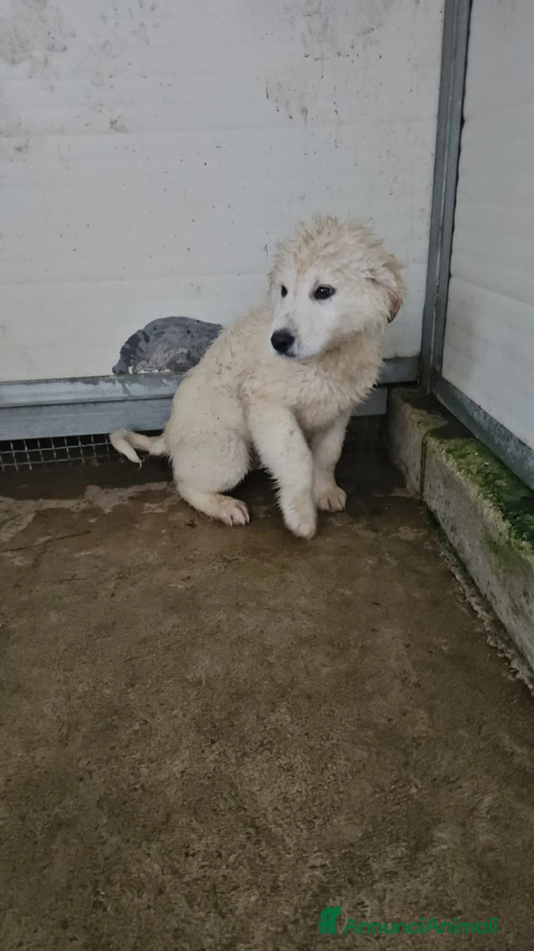 Meticcio cani in regalo: Jury: 4 mesi taglia grande  - Annuncio 2