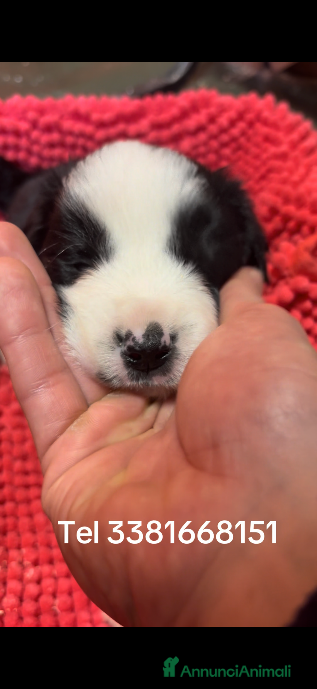 Border Collie cani in vendita: Border collie  - Annuncio 2