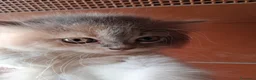 Europeo gatti in vendita: Gattini incrocio a Città metropolitana di Roma Capitale - Annuncio 4