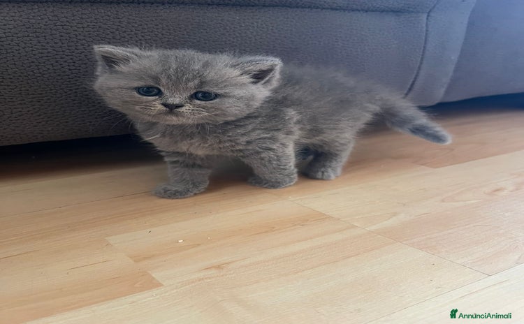 British gatti a Provincia di Verona - Annuncio 1